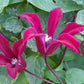 Texensis Gravetye Beauty Clematis Vine