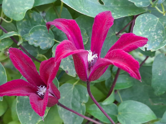 Texensis Gravetye Beauty Clematis Vine