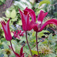 Texensis Gravetye Beauty Clematis Vine