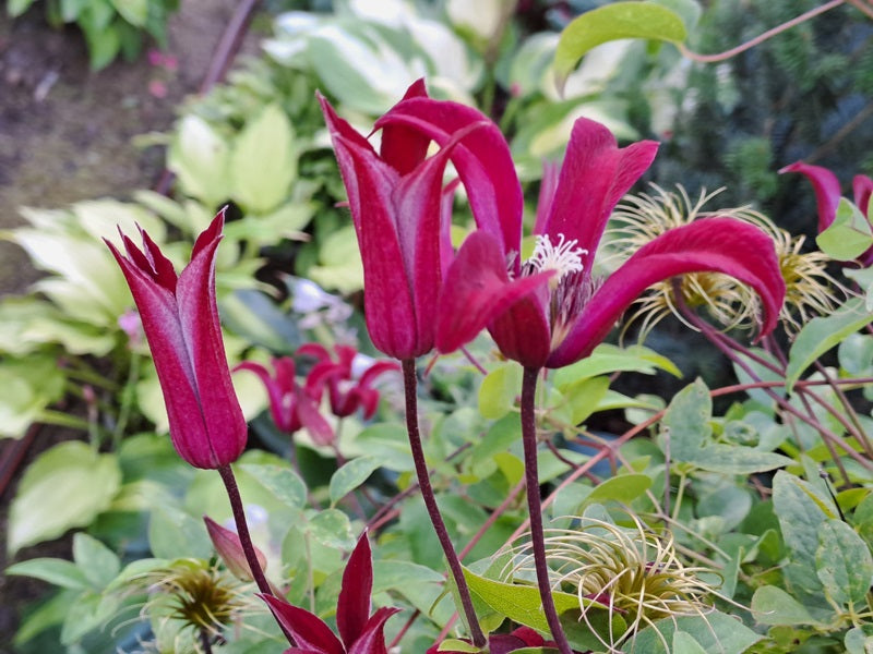Texensis Gravetye Beauty Clematis Vine