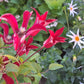 Texensis Gravetye Beauty Clematis Vine