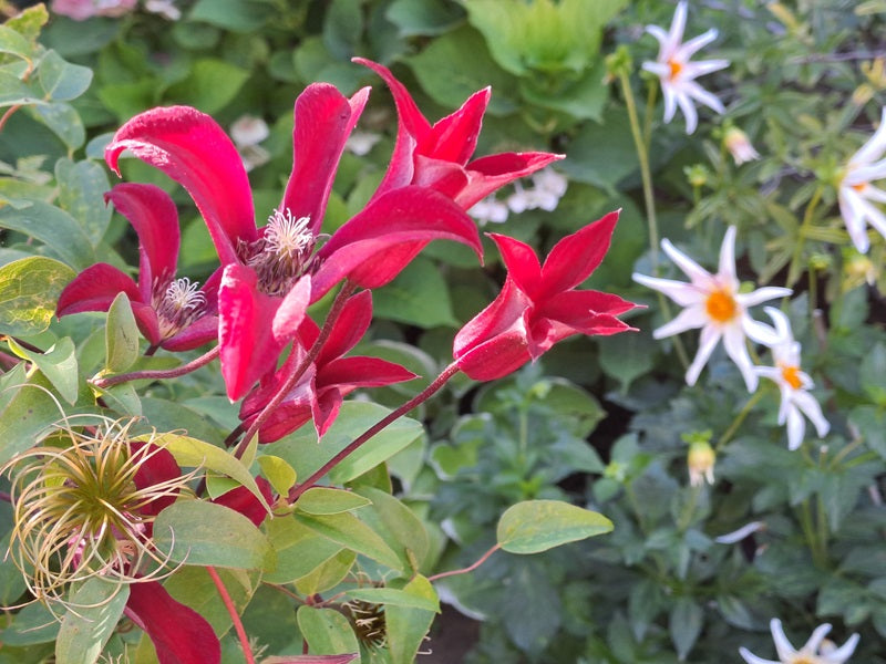 Texensis Gravetye Beauty Clematis Vine