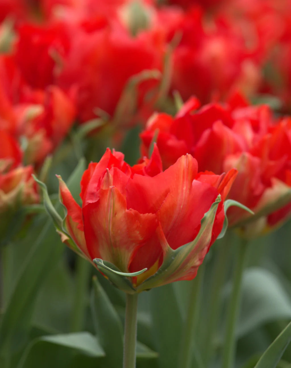 Love Valley Tulip Bulbs