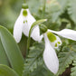 Woronowii Galanthus Bulbs