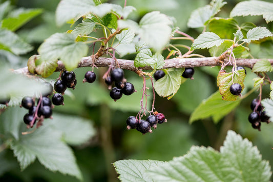 Ribes Nigrum ‘Ben Nevis’ Black Currant Plant