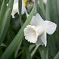 Mount Hood Narcissus Bulbs