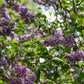 Sensation Lilac