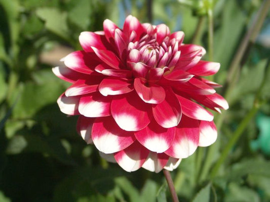 Zakary Robert Dahlia