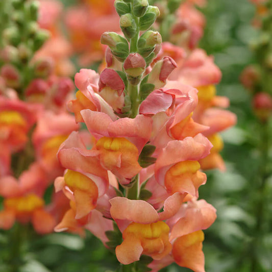 Potomac Orange F1 Snapdragon Seeds online shopping