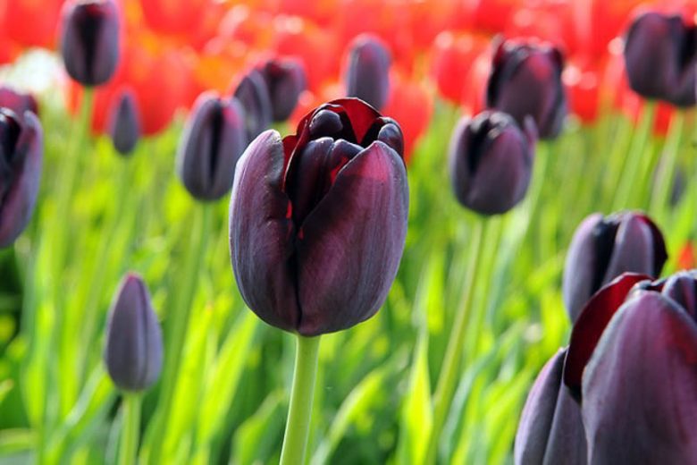 Landscape Black Tulip Bulbs