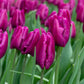 Purple Prince Tulip Bulbs
