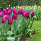 Purple Prince Tulip Bulbs