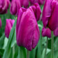 Purple Prince Tulip Bulbs
