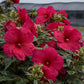 Summer Carnival Rose Mallow Hibiscus Plants
