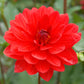 Angels of 7A Dahlia