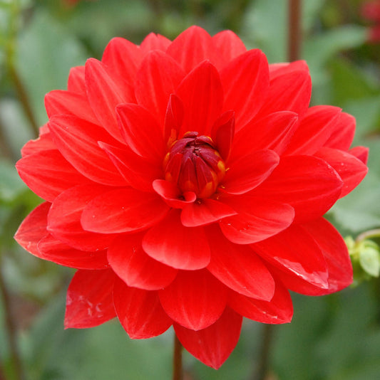 Angels of 7A Dahlia