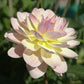 Bliss Dahlia