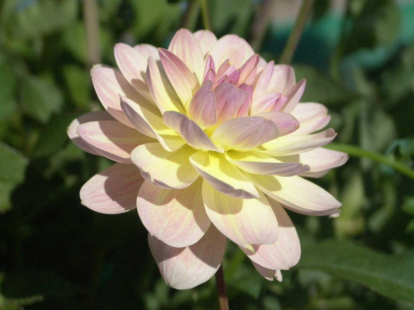 Bliss Dahlia