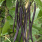 Carminat Bean Seeds online shopping
