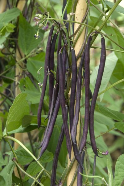 Carminat Bean Seeds online shopping