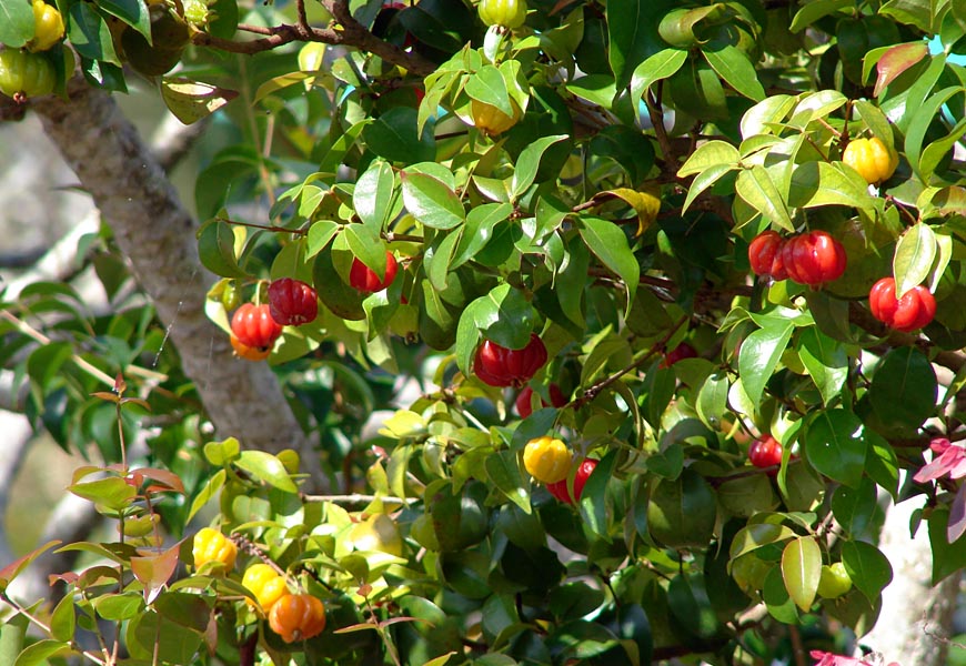 Eugenia Plants