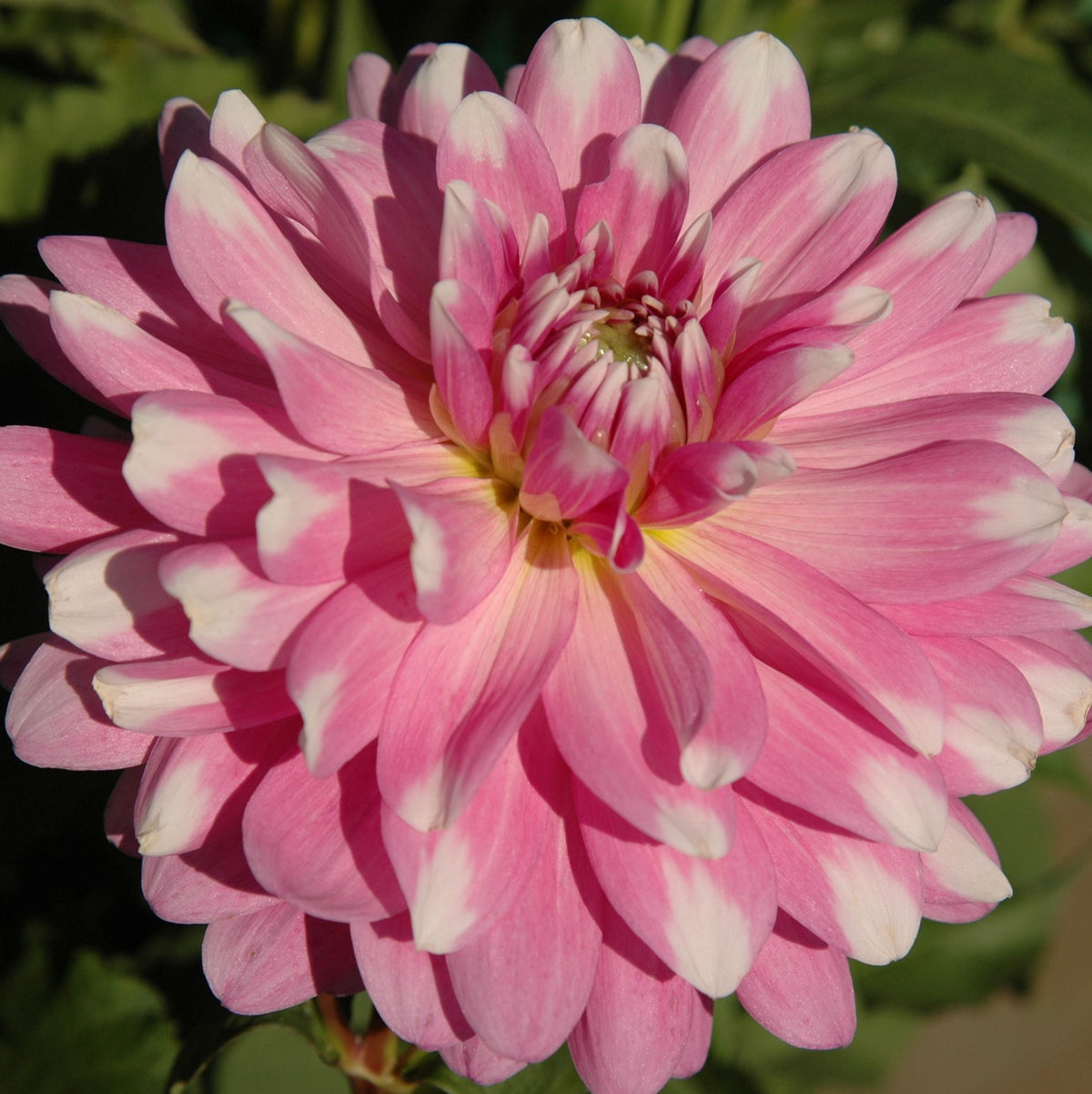 Pink Gingham Dahlia – EVERGREEN