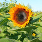 Taiyo Organic Sunflower Seeds online shopping