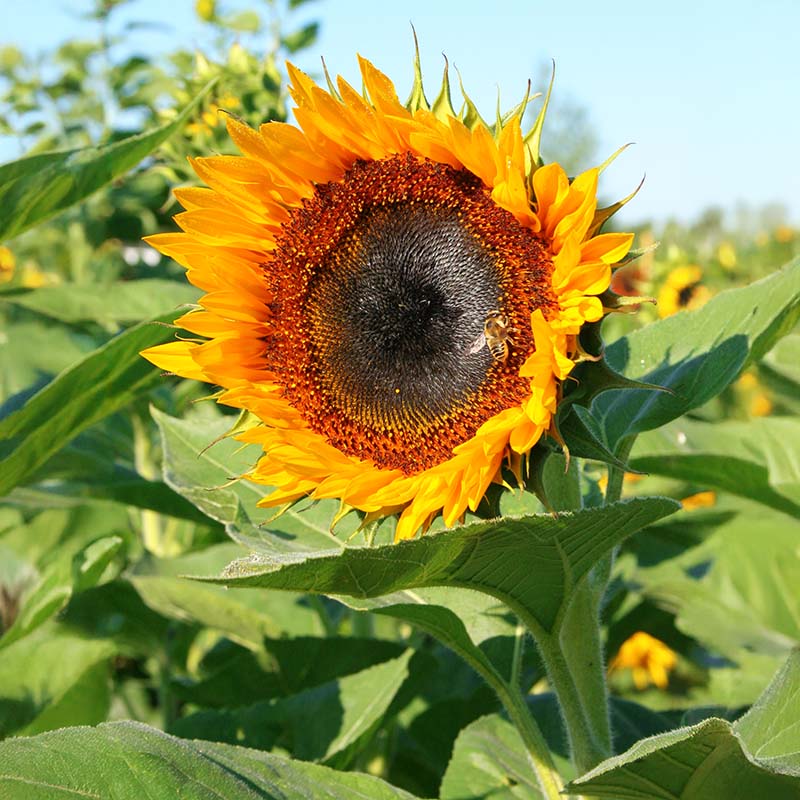 Taiyo Organic Sunflower Seeds online shopping