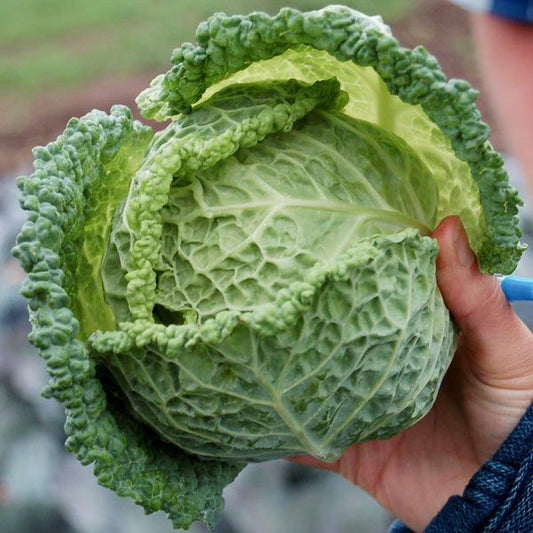 Famosa F1 Savoy Cabbage