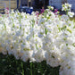 Katz White Stock Seeds online shopping