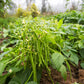 Mascotte Bush Bean Seeds online shopping