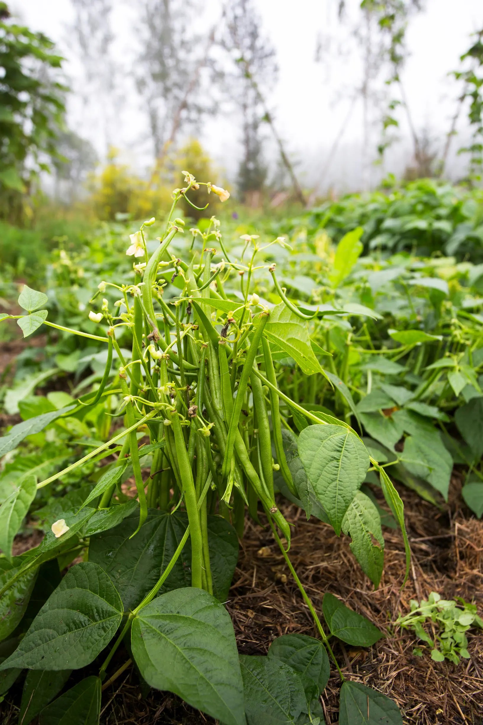 Mascotte Bush Bean Seeds online shopping
