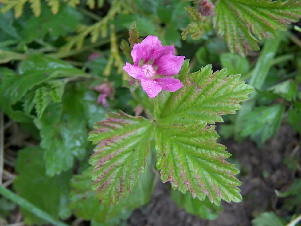 Rubus Nangoon ‘Valentina’ Summer Bearing Raspberry