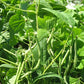 Maxibel Bush Bean Seeds online shopping