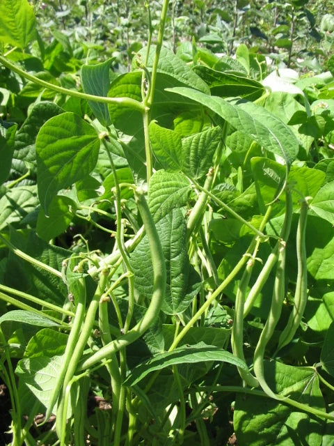 Maxibel Bush Bean Seeds online shopping