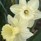 Lemon Shake Narcissus Bulbs