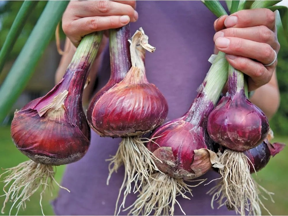 Ontario Red Onion