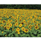 Sunrich Lime Sunflower Seeds online shopping