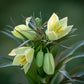 Raddeana Fritillaria Bulbs