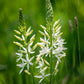 Leichtlinii Alba Camassia Bulbs