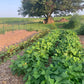 Strike Bush Bean Seeds online shopping