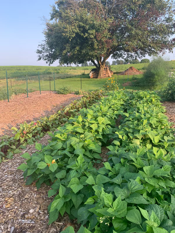 Strike Bush Bean Seeds online shopping