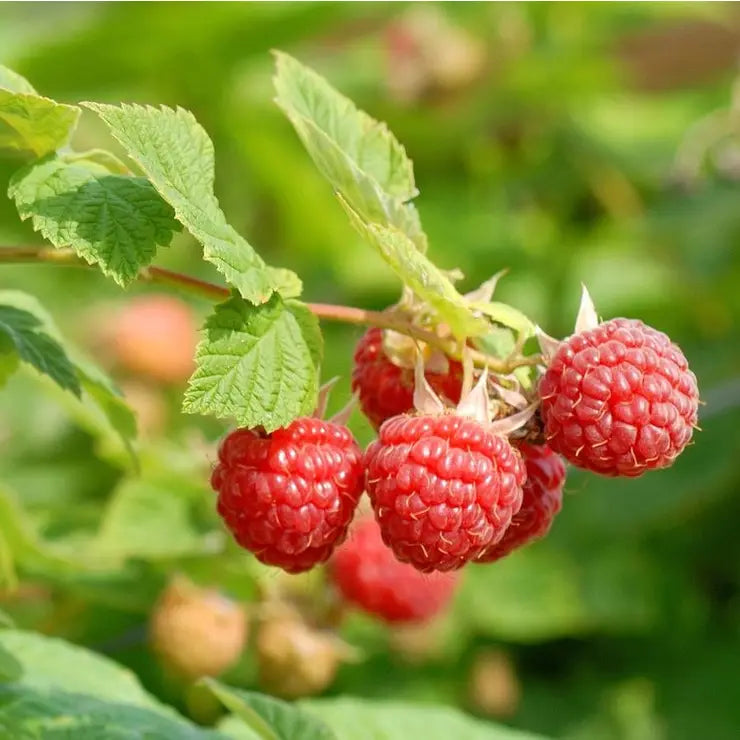 Rubus ‘Nova’ Everbearing Raspberry