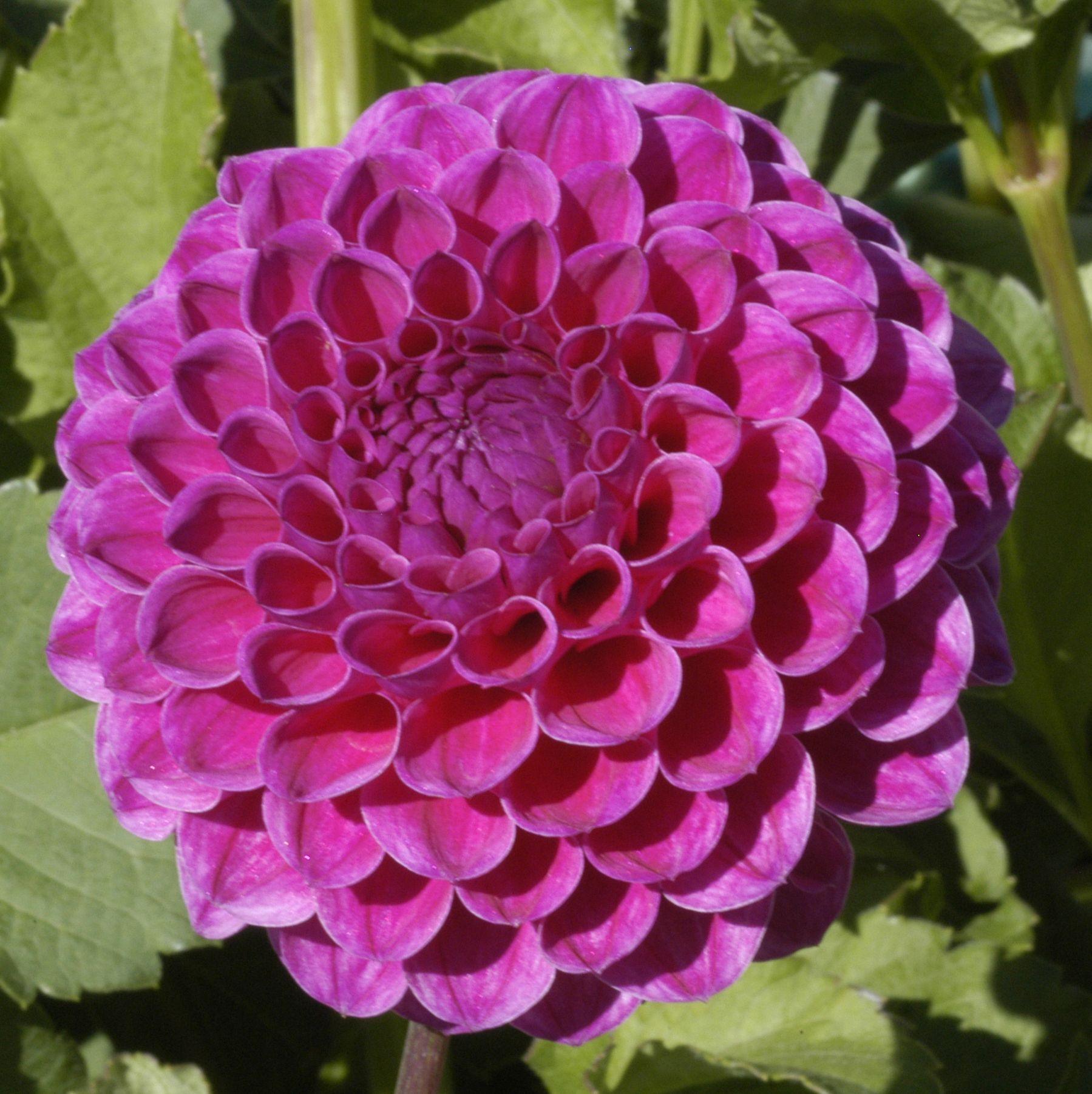 Nijinsky Dahlia Plants online shopping