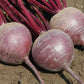 Boro F1 Coated Organic Beet Seeds online shopping