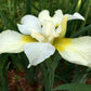 Iris Sibirica White Swirl