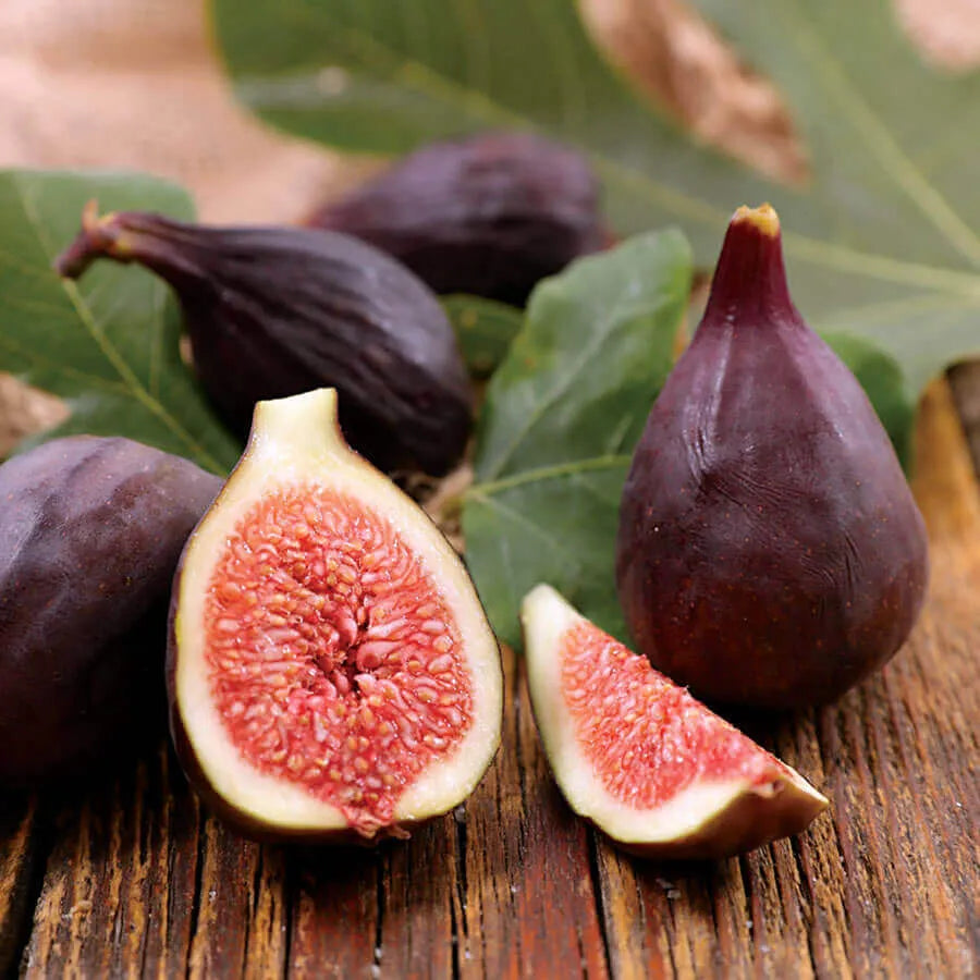 Fig Tree - Figuier