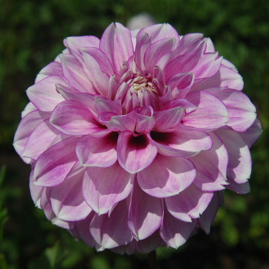 Blackberry Ice Dahlia
