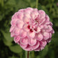 Blackberry Ice Dahlia