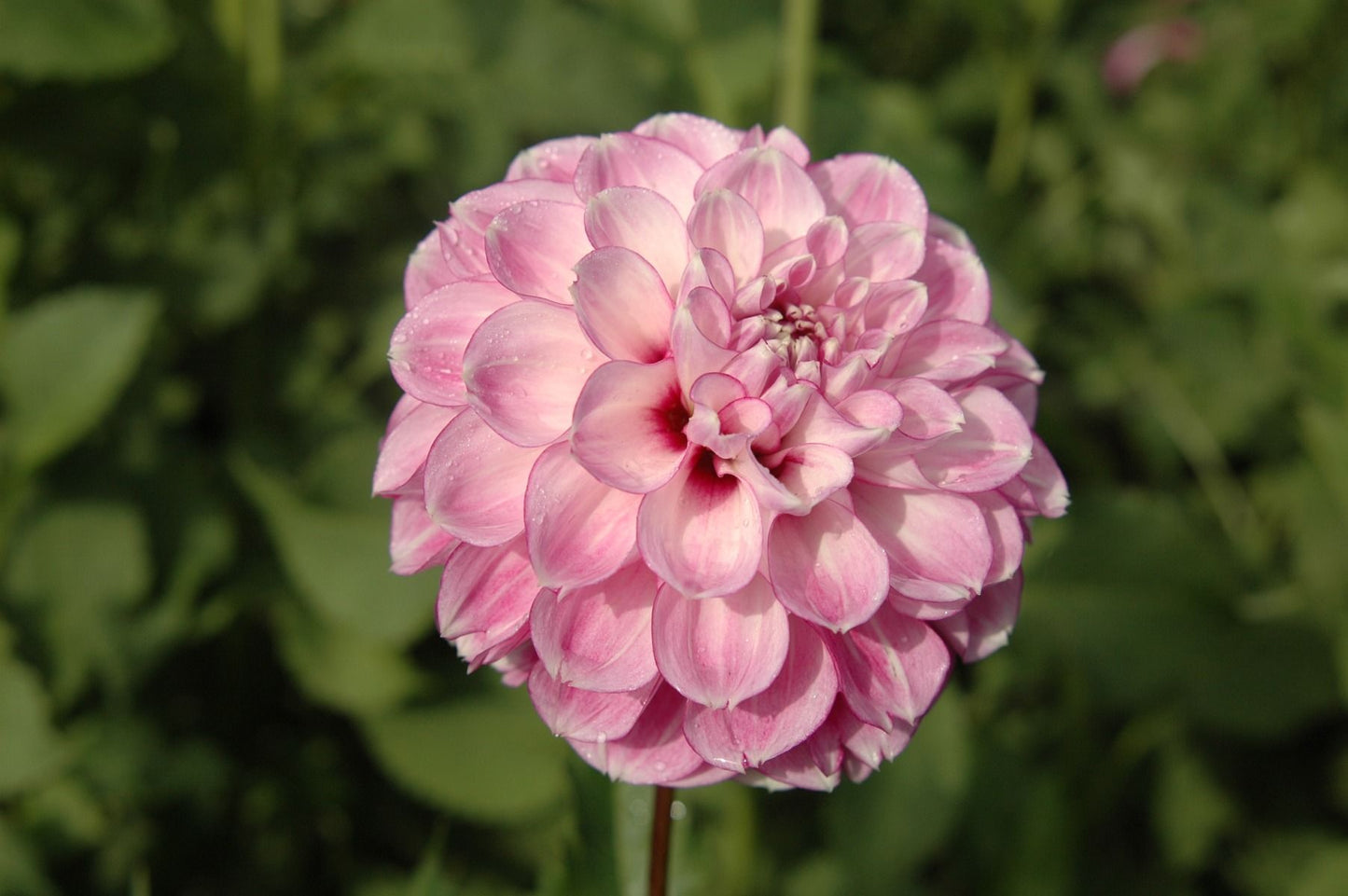 Blackberry Ice Dahlia